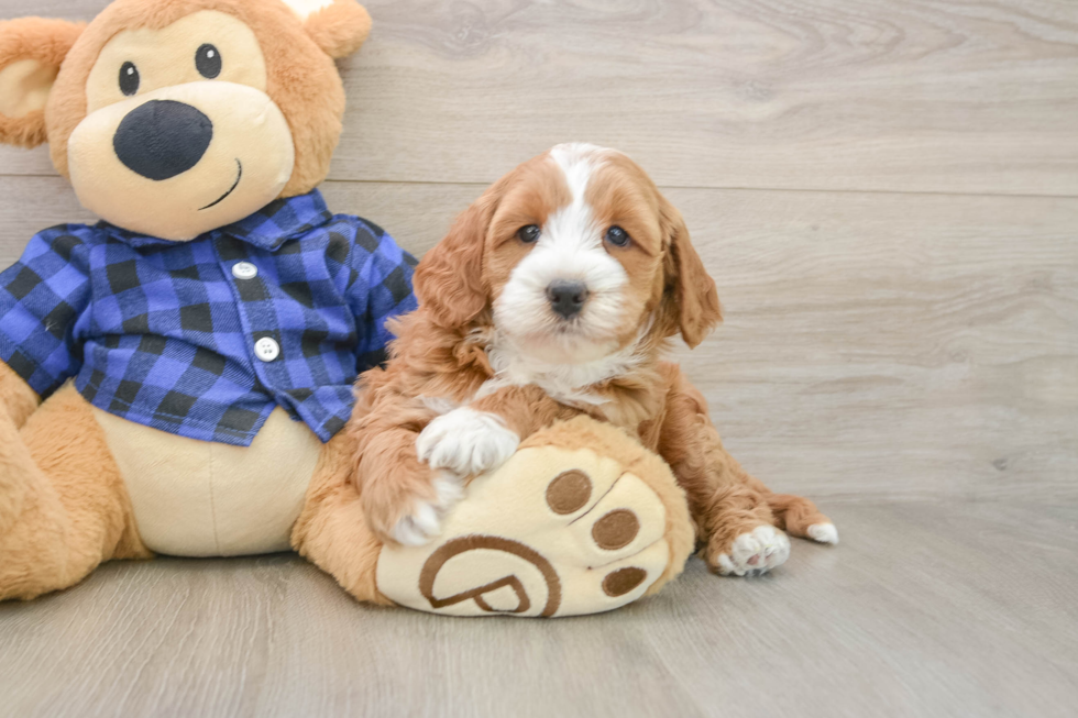 Fluffy Mini Goldendoodle Poodle Mix Pup