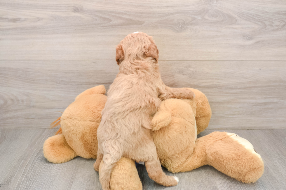 Small Mini Goldendoodle Baby