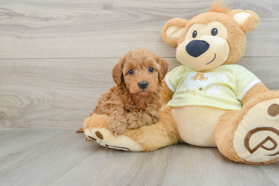 Fluffy Mini Goldendoodle Poodle Mix Pup