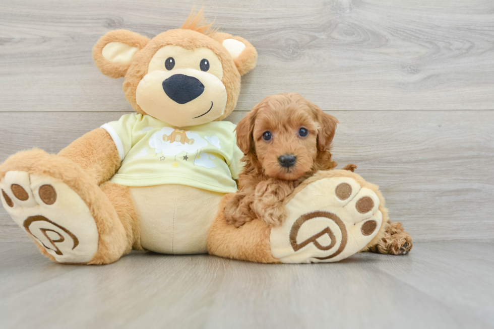 Energetic Golden Doodle Poodle Mix Puppy