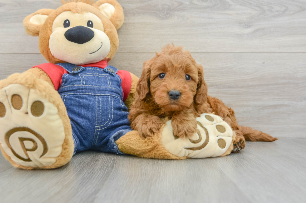 6 week old Mini Goldendoodle Puppy For Sale - Pilesgrove Pups