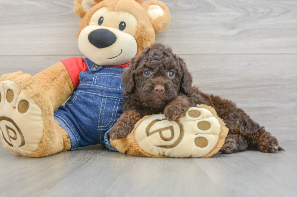 7 week old Mini Goldendoodle Puppy For Sale - Pilesgrove Pups