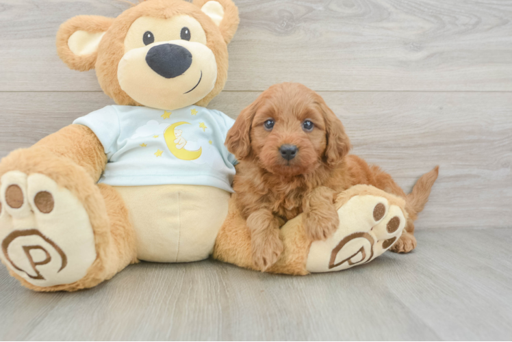 Smart Mini Goldendoodle Poodle Mix Pup