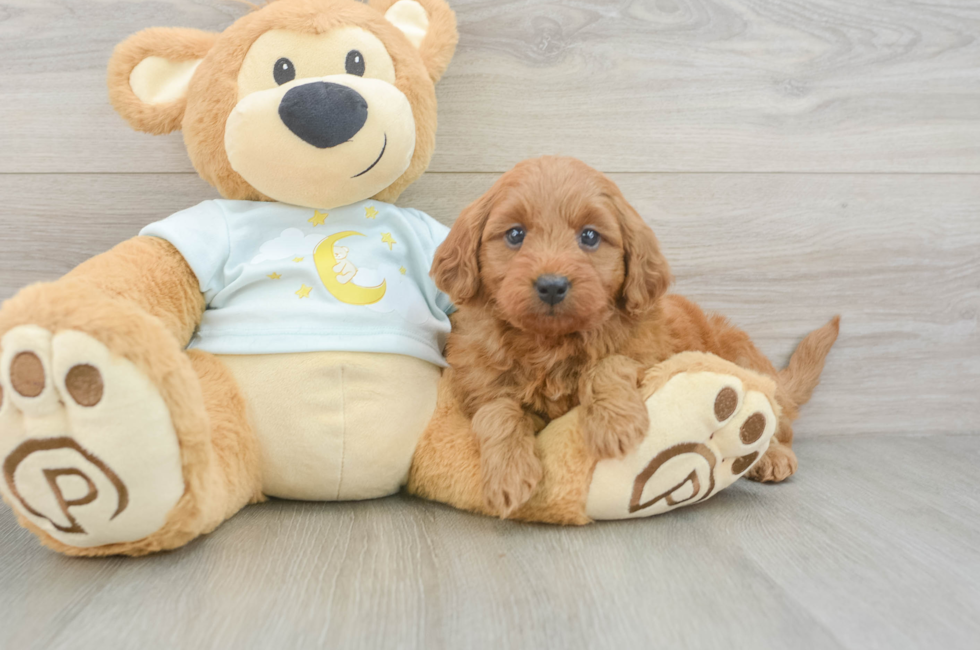 6 week old Mini Goldendoodle Puppy For Sale - Pilesgrove Pups