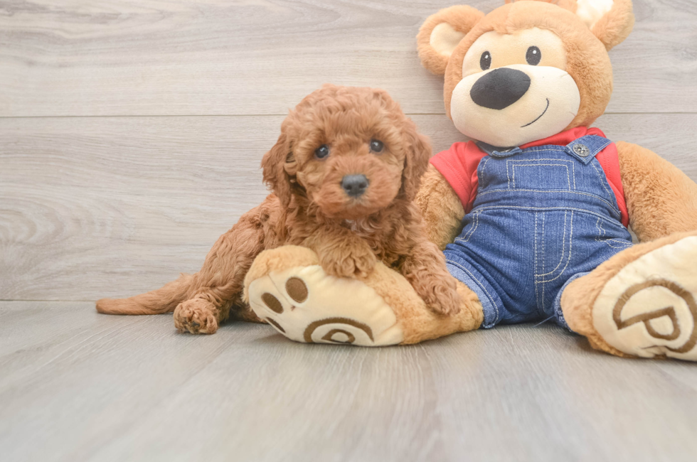 5 week old Mini Goldendoodle Puppy For Sale - Pilesgrove Pups