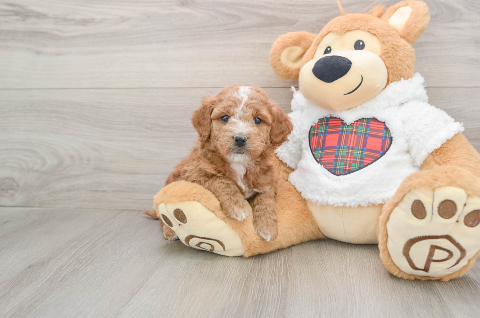 5 week old Mini Goldendoodle Puppy For Sale - Pilesgrove Pups