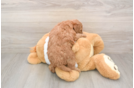 Hypoallergenic Mini Goldiepoo Poodle Mix Puppy