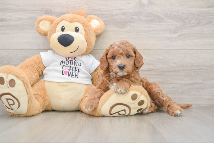 Small Mini Goldendoodle Baby