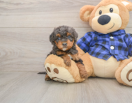 7 week old Mini Goldendoodle Puppy For Sale - Pilesgrove Pups