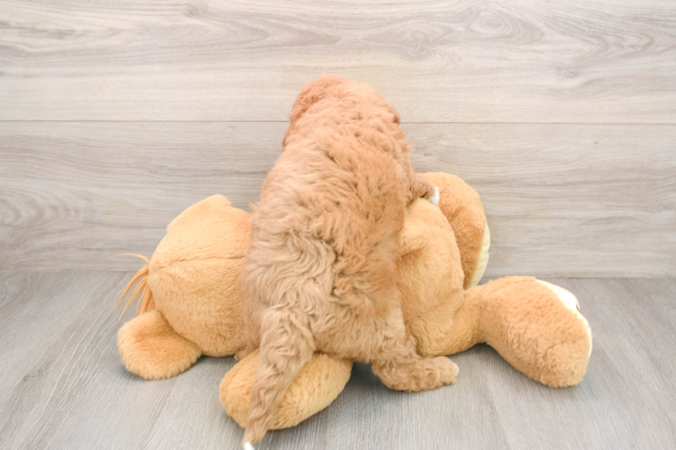 Mini Goldendoodle Puppy for Adoption