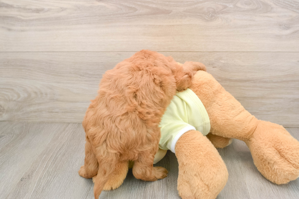 Best Mini Goldendoodle Baby