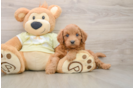 Mini Goldendoodle Puppy for Adoption