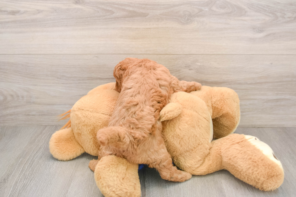 Smart Mini Goldendoodle Poodle Mix Pup