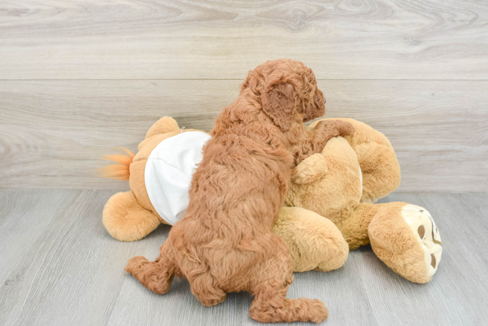 Happy Mini Goldendoodle Baby