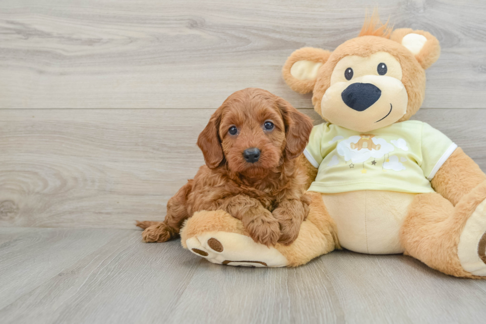 Popular Mini Goldendoodle Poodle Mix Pup