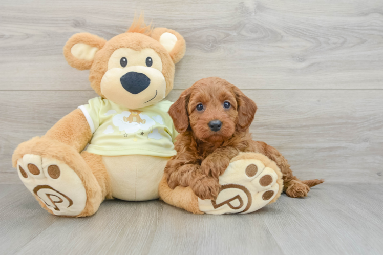 Petite Mini Goldendoodle Poodle Mix Pup