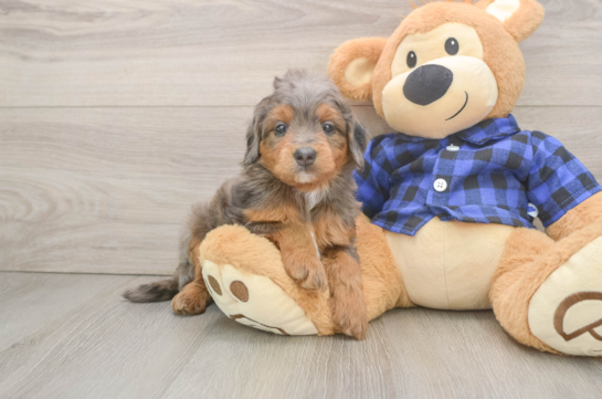 Smart Mini Goldendoodle Poodle Mix Pup