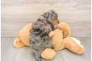 Hypoallergenic Mini Goldiepoo Poodle Mix Puppy