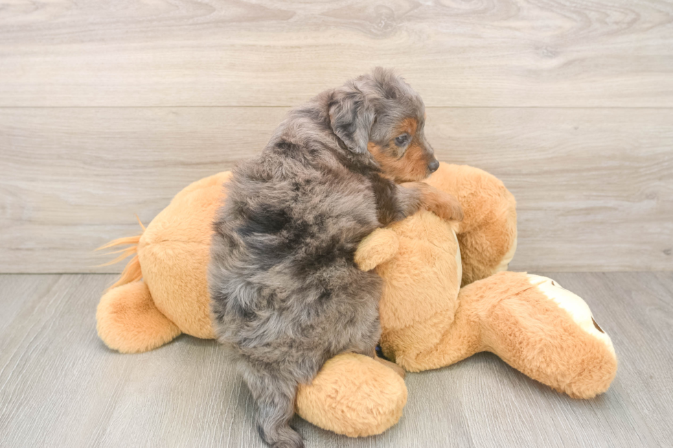 Hypoallergenic Mini Goldiepoo Poodle Mix Puppy