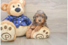 Cute Mini Goldendoodle Baby