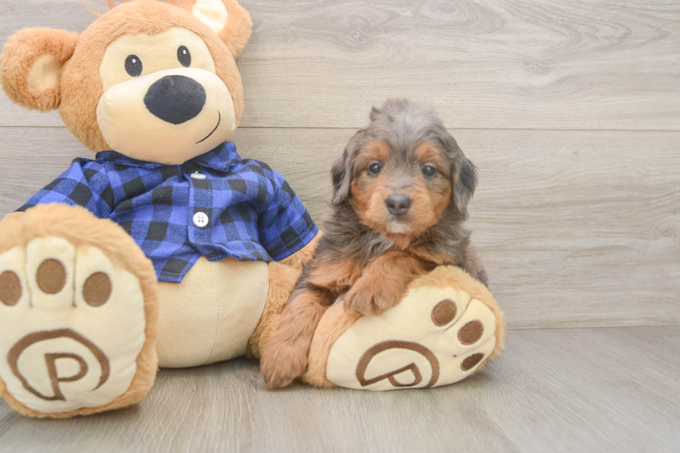 Cute Mini Goldendoodle Baby