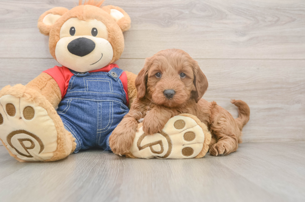 5 week old Mini Goldendoodle Puppy For Sale - Pilesgrove Pups