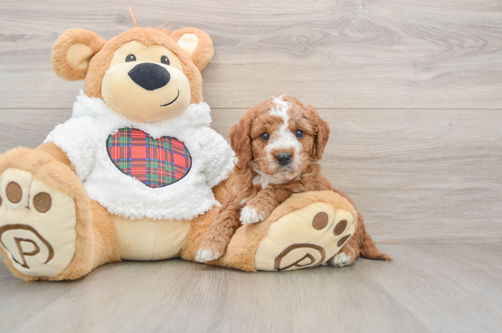 5 week old Mini Goldendoodle Puppy For Sale - Pilesgrove Pups