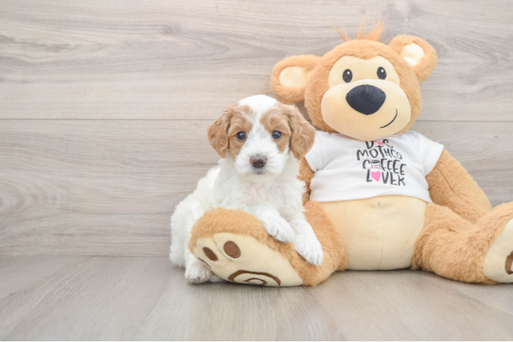 Best Mini Goldendoodle Baby