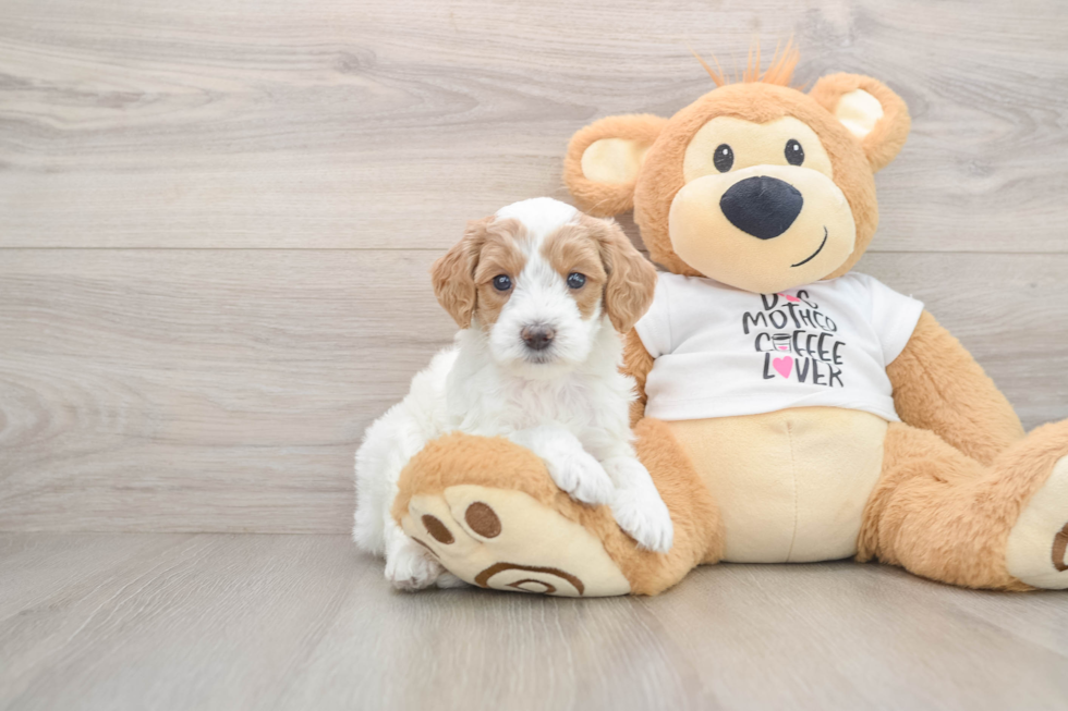 Best Mini Goldendoodle Baby