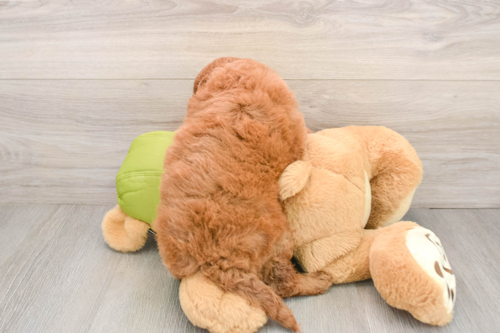 Hypoallergenic Mini Goldiepoo Poodle Mix Puppy