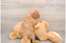 Adorable Golden Retriever Poodle Mix Poodle Mix Puppy