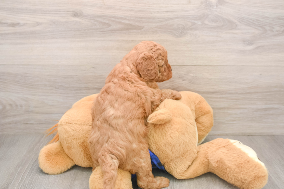 Adorable Golden Retriever Poodle Mix Poodle Mix Puppy