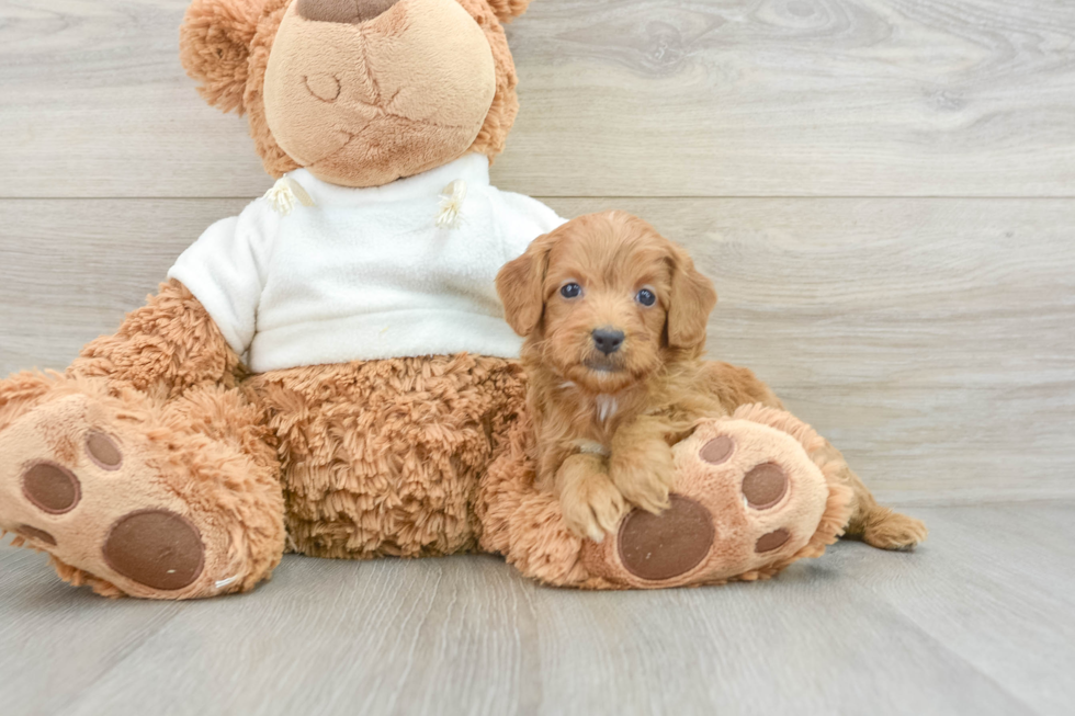 Mini Goldendoodle Pup Being Cute