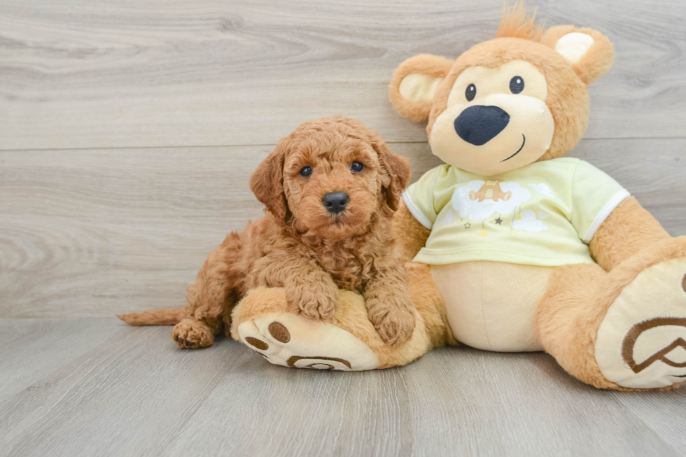 Cute Mini Goldendoodle Baby