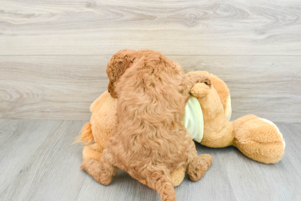 Fluffy Mini Goldendoodle Poodle Mix Pup