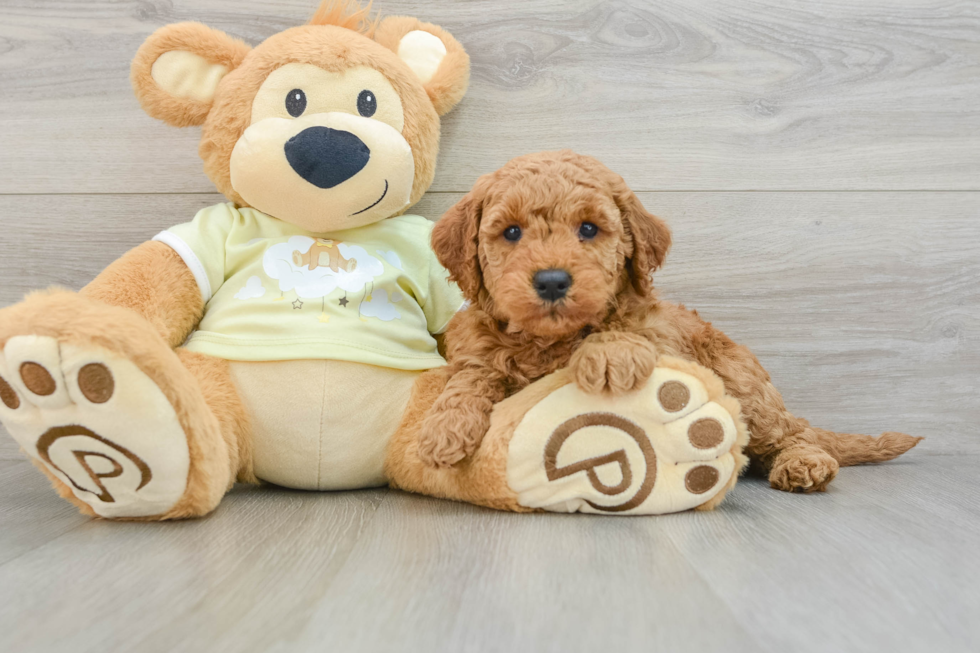 Mini Goldendoodle Pup Being Cute