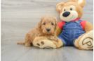 Best Mini Goldendoodle Baby