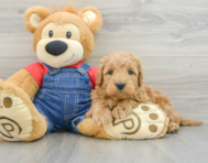 8 week old Mini Goldendoodle Puppy For Sale - Pilesgrove Pups