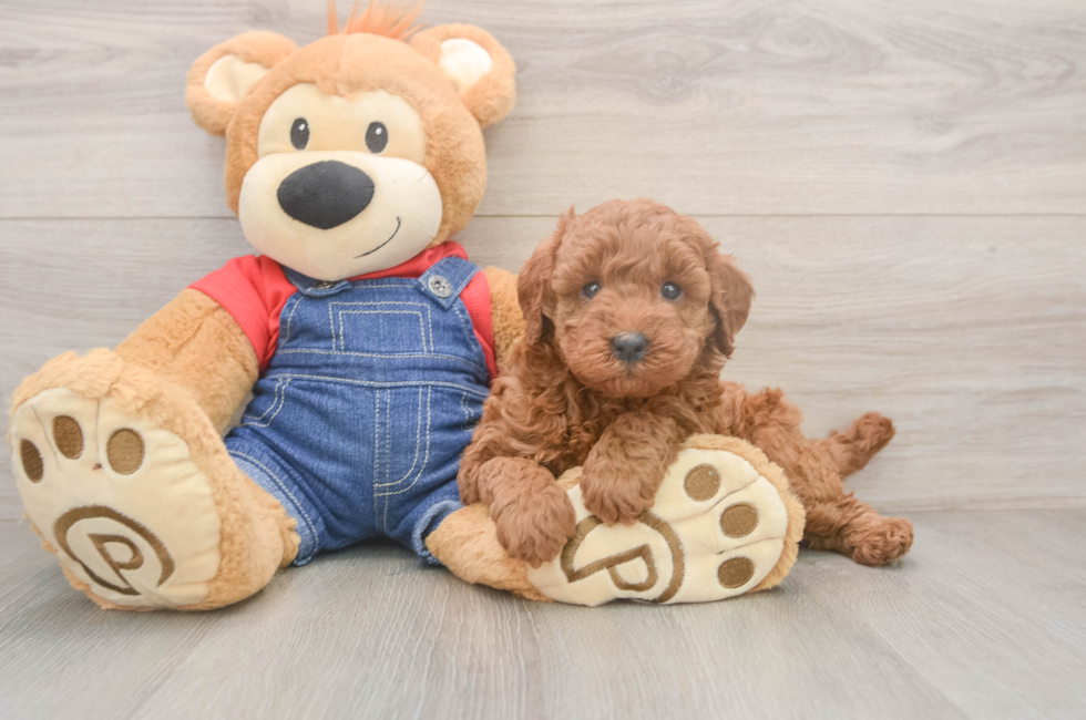 5 week old Mini Goldendoodle Puppy For Sale - Pilesgrove Pups