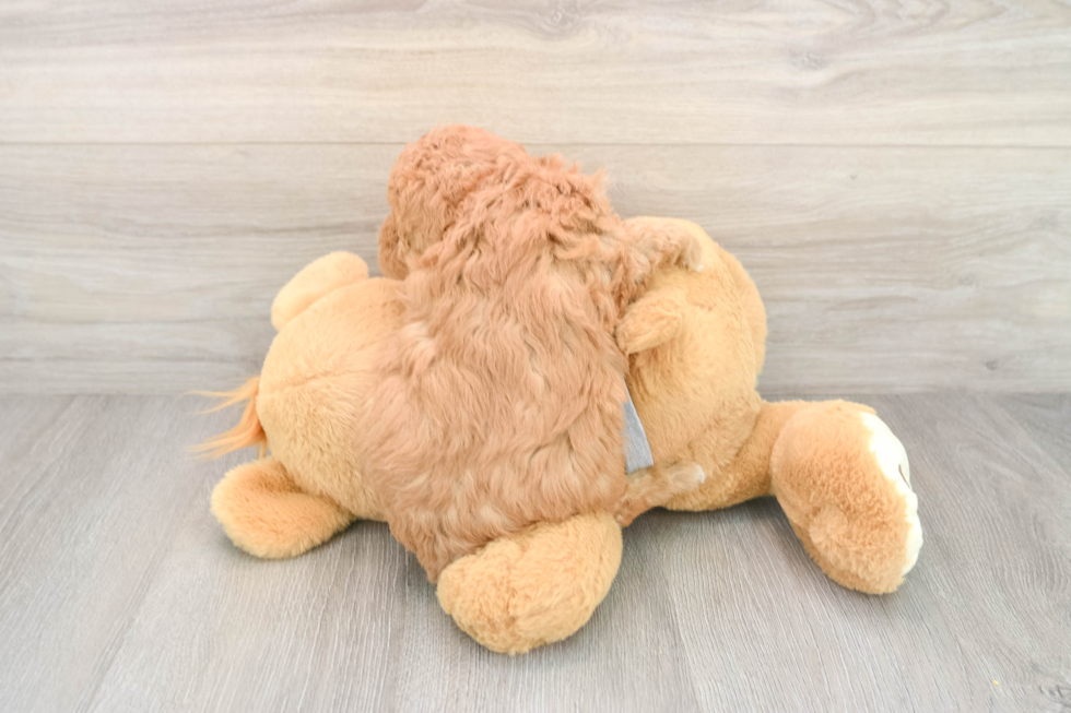 Mini Goldendoodle Pup Being Cute