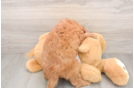 Little Mini Goldenpoo Poodle Mix Puppy