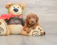 7 week old Mini Goldendoodle Puppy For Sale - Pilesgrove Pups