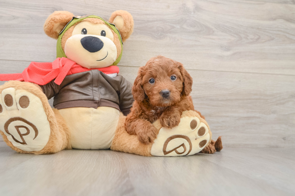Playful Mini Groodle Poodle Mix Puppy