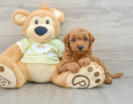 7 week old Mini Goldendoodle Puppy For Sale - Pilesgrove Pups