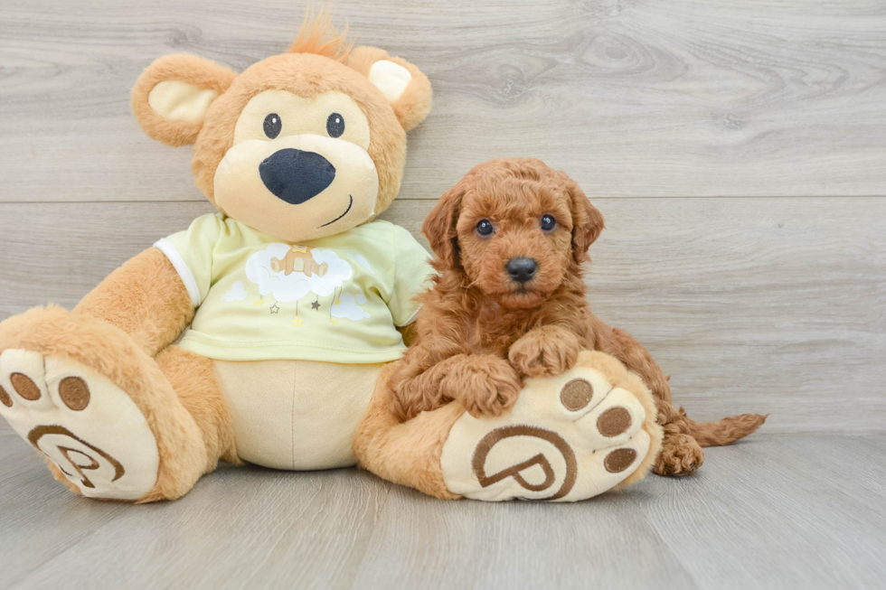 Energetic Golden Doodle Poodle Mix Puppy