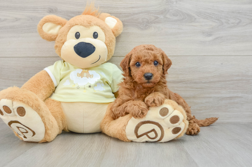 7 week old Mini Goldendoodle Puppy For Sale - Pilesgrove Pups