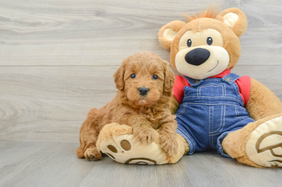 6 week old Mini Goldendoodle Puppy For Sale - Pilesgrove Pups