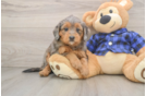 Mini Goldendoodle Pup Being Cute