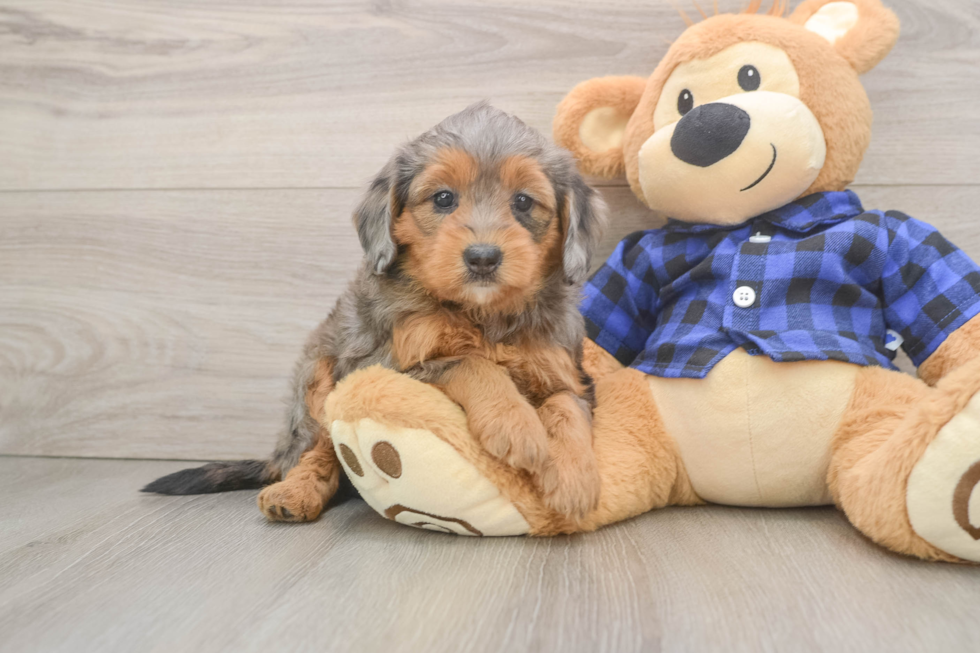 Mini Goldendoodle Pup Being Cute