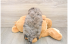 Mini Goldendoodle Pup Being Cute